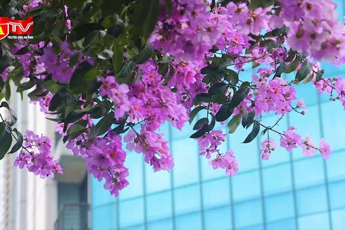 Ngắm khoảng lặng tím - Bằng lăng trong sắc hè Hà Nội