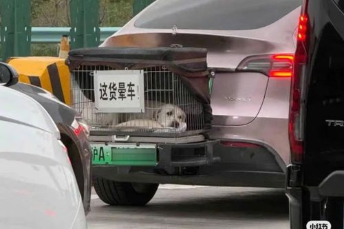 Nổi tiếng vì đưa chó cưng say xe đi du lịch ở Trung Quốc