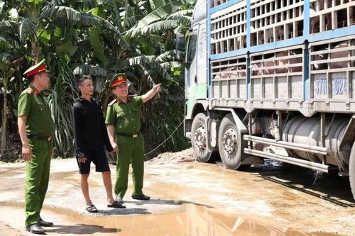 Phát hiện xe tải chở 18 tấn lợn nhiễm dịch tả châu Phi đi tiêu thụ