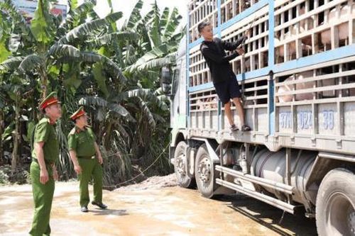 Chở 18 tấn lợn dịch đi tiêu thụ