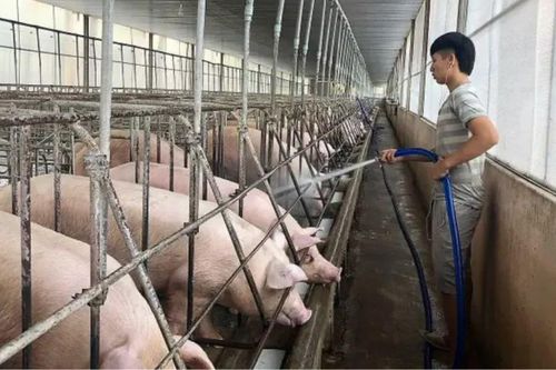 Quyết tâm giữ mục tiêu 4% tăng trưởng ngành chăn nuôi năm 2025