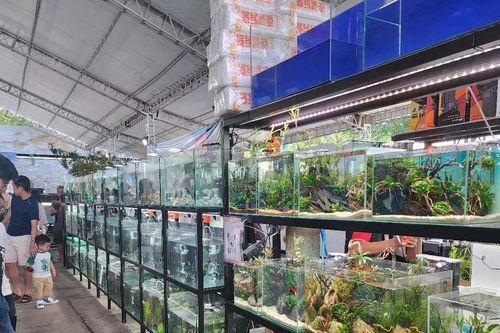 Khai mạc Ngày hội sinh vật cảnh TPHCM năm 2025
