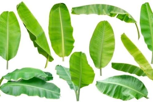 Bất ngờ loại lá bỏ đi giúp Việt Nam kiếm 30 tỷ đồng/năm