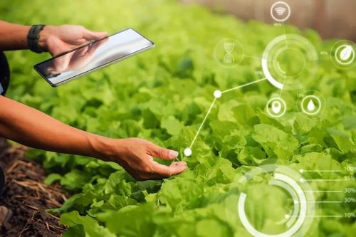 Cây trồng có thể 'nói chuyện'