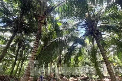 Lãnh đạo Trà Vinh chỉ đạo khẩn khống chế sâu gây hại cây chủ lực