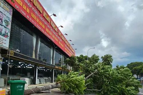 Cây cao 10m bật gốc, cần cẩu ngã đè ô tô ở TPHCM, nhiều người may mắn thoát nạn
