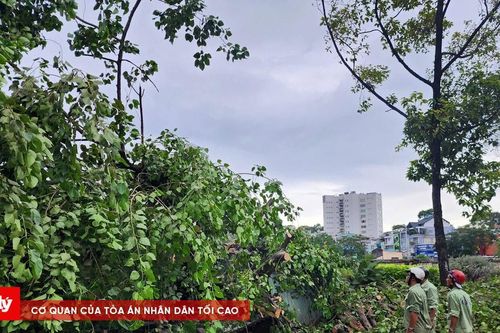 Cây xanh bật gốc đè người đi xe máy ở TP.HCM