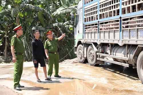 Bắt giữ xe ô tô vận chuyển hơn 180 con lợn nhiễm dịch tả