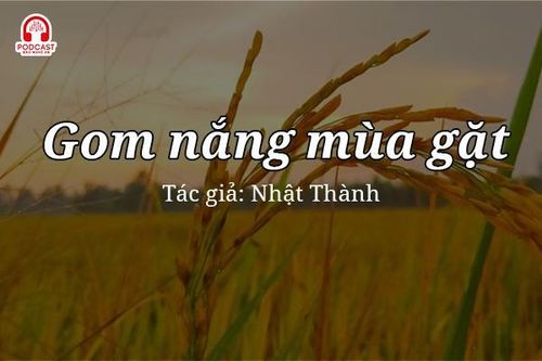 Tản văn hay: Gom nắng mùa gặt