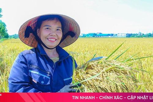 Lúa Quế Lâm gặt 'mùa vàng' trên đồng ruộng Hà Tĩnh