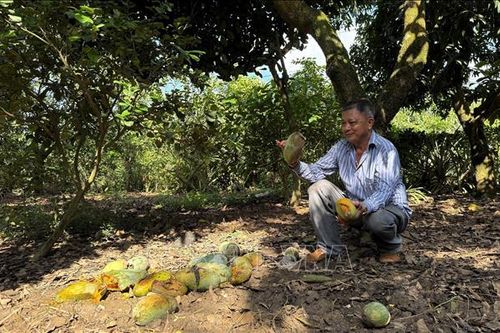 Nông dân Đồng Nai điêu đứng vì giá xoài giảm còn 1.000 đồng/kg