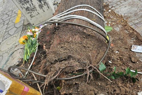 TP Hồ Chí Minh: Cây xanh bật gốc trên đường Thành Thái, lộ rễ cạn gây lo ngại