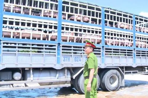 Vụ vận chuyển lợn dịch đi tiêu thụ: Chủ hàng khai mua qua mạng xã hội