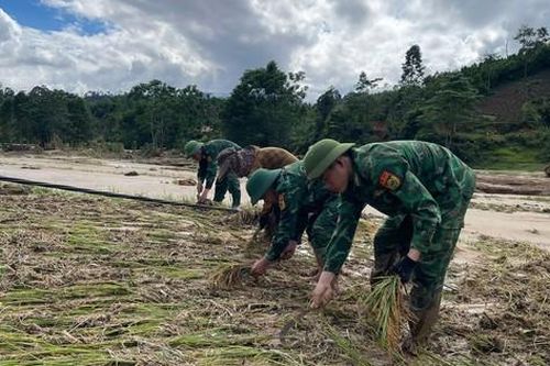 Bộ đội biên phòng giúp người dân thu hoạch lúa sau trận lũ quét