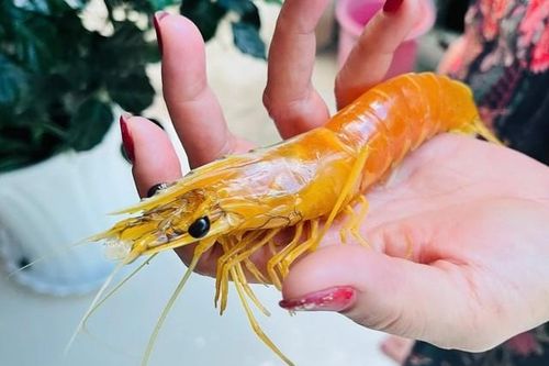 Nông dân phát hiện tôm sú vàng óng hiếm thấy sau hơn 25 năm nuôi tôm