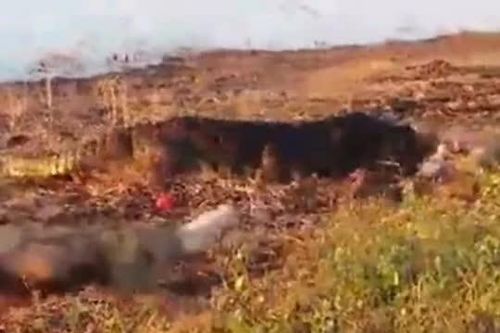 CLIP: Cá sấu khổng lồ bất ngờ lao lên bờ, cướp trắng bữa tiệc của bầy chó hoang