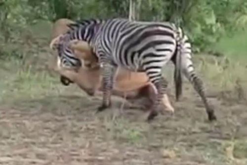 CLIP: Ngựa vằn mải ăn, trả giá bằng cả mạng sống