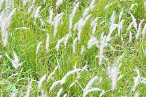 Cỏ dại mọc khắp Việt Nam, dưới đất giấu 'kho báu' y học