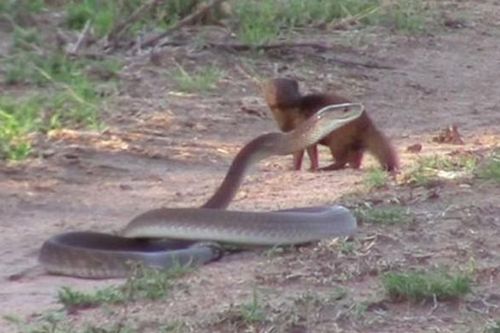 CLIP: Cầy mangut liều lĩnh tấn công rắn mamba khổng lồ