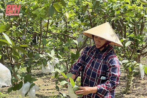 Khơi dậy phong trào làm vườn cho người dân nông thôn