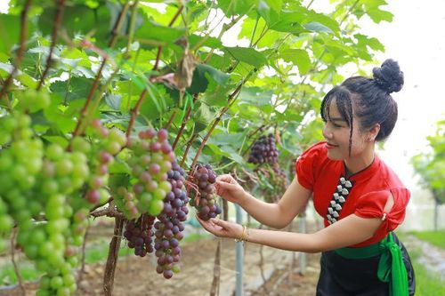 Phát triển sản xuất nông sản hàng hóa gắn với tiêu thụ sản phẩm