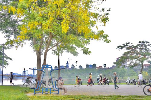 Sắc vàng nắng hè