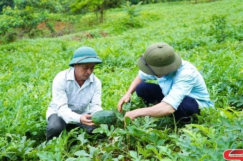 Cây dưa trên đồng đất Tân Lang