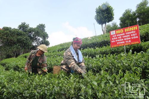 Phát triển cây chè gắn với xây dựng làng nghề ở Văn Hán