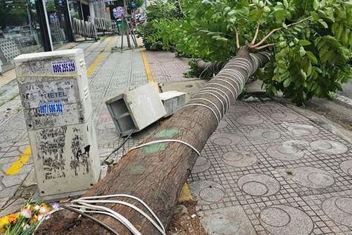 Gió lớn khiến cây xanh bật gốc chắn 2/3 làn đường ở TP.HCM