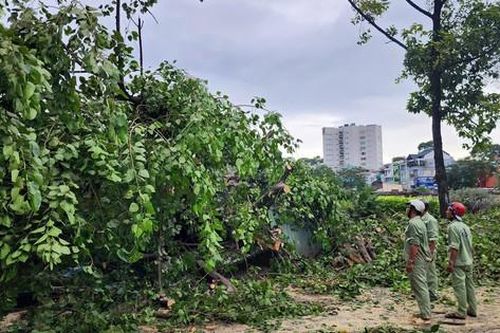 Khoảnh khắc cây bồ đề cao 20m bật gốc đổ xuống đường, đè trúng người đi xe máy