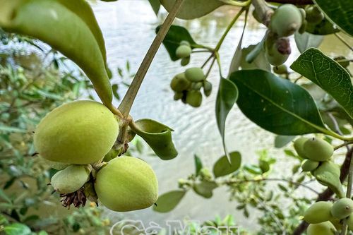Dược liệu quý từ cây mắm