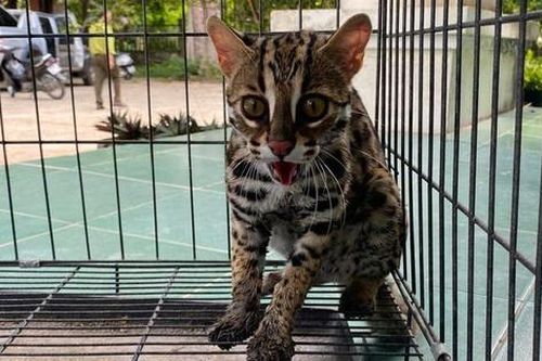 2 loại động vật Vườn quốc gia Chư Mom Ray vừa tiếp nhận quý hiếm đến mức nào?