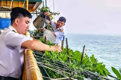 Gieo mầm xanh giữa biển