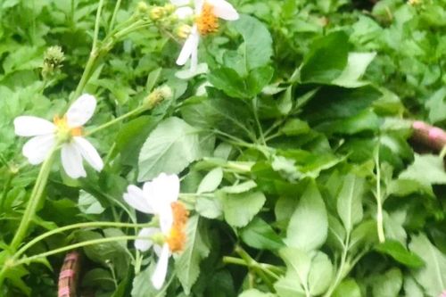 Rau mọc hoang không ai hái bỗng hóa đặc sản giá 'cao vút'