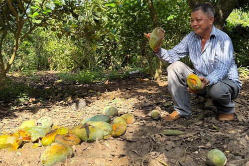 Giá xoài chỉ 1.000-1.500 đồng/kg, nông dân lỗ nặng vì thương lái 'lật kèo'