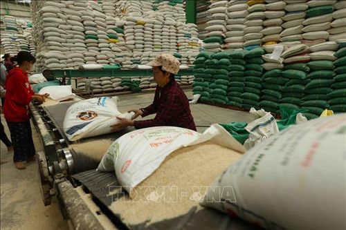 Thị trường nông sản: Giá gạo xuất khẩu giảm trước sức ép cạnh tranh về giá