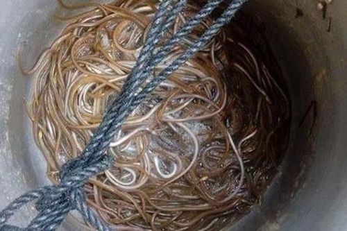 Đặc sản có tên vô cùng lạ, xưa ít ai biết nay dân phố thích mê