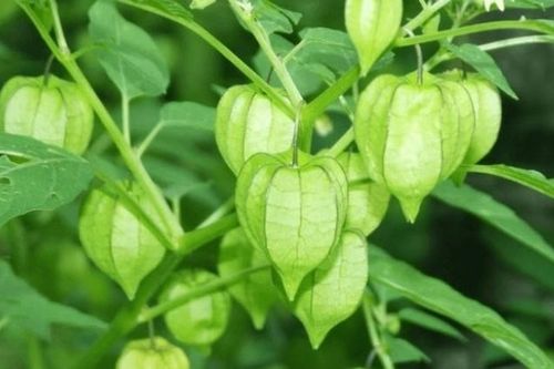 Loài cây bị xem là cỏ dại, hóa ra là 'thần dược' chữa nhiều bệnh nguy hiểm