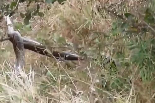 CLIP: Trăn khổng lồ bị lửng mật ong 'át vía' trong cuộc đối đầu kịch tính