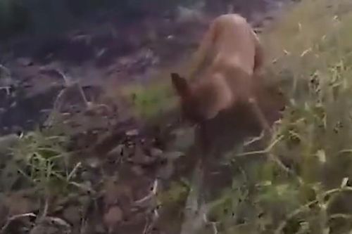 CLIP: Kinh hoàng cảnh chó Becgie quần thảo với trăn khổng lồ, thoát chết trong gang tấc