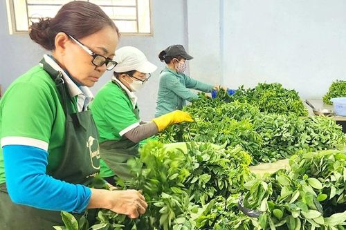 Sản xuất nông nghiệp sạch: Nhiều khó khăn, thách thức