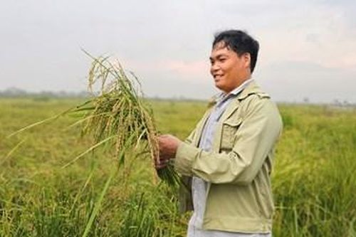 Mùa vàng trên đất mặn