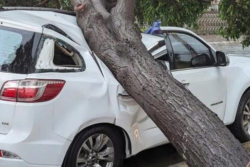 Mưa kèm dông lốc khiến cây bật gốc đè gây hư hỏng ô tô đỗ ven đường
