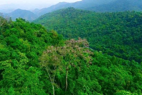 Khai thác tiềm năng kinh tế từ rừng