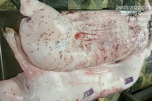 C.P. thừa nhận hình ảnh heo bệnh được chụp tại lò mổ thuộc công ty