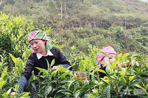 Đảng trong lòng người Mông nơi gập ghềnh đá núi - Bài 3: Vững vàng trước khó khăn, hướng về tương lai tươi sáng (tiếp theo và hết)