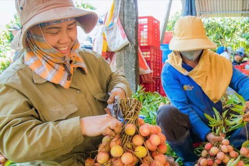 Vải Đắk Lắk được mùa, được giá