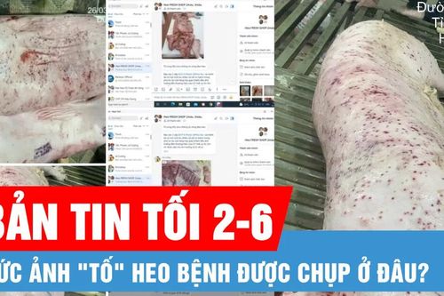 Bản tin tối 2-6: Thực hư bức ảnh 'tố' CP bán heo bệnh | Khuyến cáo khi làm việc dưới trời nắng