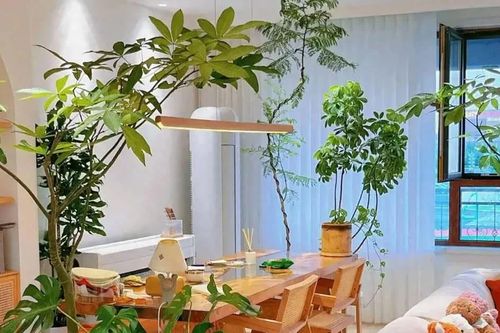 Cổ nhân dặn 'Phòng khách có 3 cây, mười nhà chín giàu'
