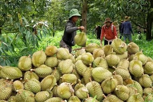 Đại phẫu 'vua' trái cây tỷ USD - Bài 1: Vì sao Cục Bảo vệ thực vật phớt lờ cảnh báo?